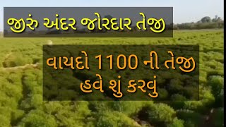 જીરું અંદર મંદી નો રાઉન્ડ અટક્યો જીરું અંદર તેંજી ની સર્કીટ 1000 🔥