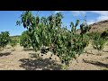 pruning mango tree in uhdp ultra high density orchard. sorry cut off at the end