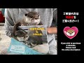 おうちカワウソの朝の過ごし方　how otters spend their morning