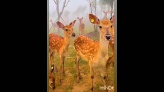 beautiful deers 😻 #shorts #wildlifegkg #animals