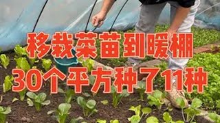 冬天把菜移栽到小暖棚里，30个平方种了11种蔬菜，春节有吃不完的新鲜蔬菜了 移栽菜苗全过程记录种菜 自己种的纯天然的绿色蔬菜 种植小技巧 强迫症治愈系 记录真实生活