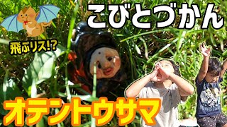 【こびとづかん】オテントウサマと飛ぶリス