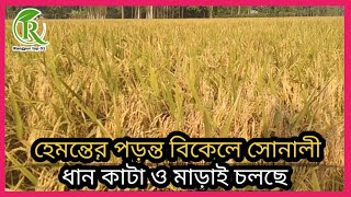 গ্রামে চলছে ধান কাটা ও ধান মাড়াই করার মহোৎসব