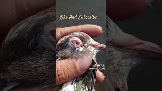 Apna Shouq Apne Kabootar Subscribirme And Like Share #pigeon #bird #kabutar #pigeonbird #kabootar