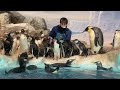 ペンギンフィーディングタイム昼の部　名古屋港水族館　penguin feeding time noon