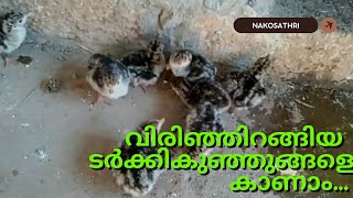 8 ടർക്കി കുഞ്ഞുങ്ങളും തള്ളയും Turkey Hen with her chicks