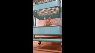 ケージを掃除するのでワゴンで待っててください　Wait in the wagon while cleaning the cage【うさぎカフェ ぽっぷ Pop】　#Shorts