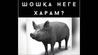 ШОШҚА НЕГЕ ХАРАМ