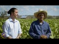 cuba day 4 visiting cuba s famous tobacco fields the heart of tradition kirby allison