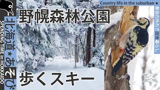 野幌森林公園_歩くスキー