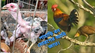 পাহাড়ি লাইজ্জা মুরগি বাচ্চা । Amader Shokher Vlogs. Pahari murgi.