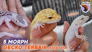 JENIS MORPH LEOPARD GECKO TERBAIK ! (menurut saya) #SAWAN