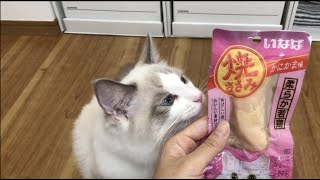 【おやつ】大人のささみデビューの子猫！かにかま味のとりささみを食べよう♪【ラグドール】【スコティッシュフォールド】