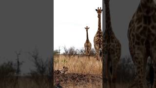 Giraffe watching the leopard in the close range.