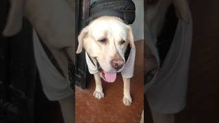 தத்துக் குடுக்கப் போறீங்களா😭 | #pets #short #funny #dog #comedy #freefire #yt