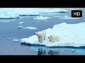 To The Arctic - Cute Polar Bear Cubs in IMAX 3D