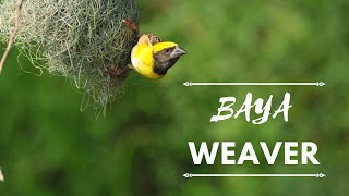 Baya Weaver || ಗೀಜಗ ಹಕ್ಕಿ #birdphotography #bayaweaver #nikon