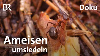 Umsiedelung eines Ameisenhügels: Brenzlige Angelegenheit | Zwischen Spessart und Karwendel | BR