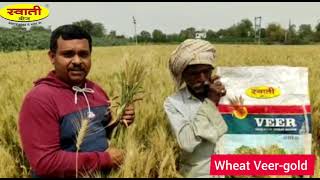 Swati Seeds Research Wheat Veer-Gold  mo,9426701432, 94260 67260