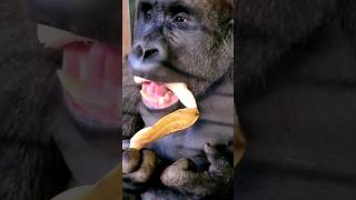 That's one way to eat a banana! 🍌 #gorilla #asmr #mukbang #gorillaasmr