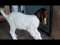 ลูกแพะเพศผู้ อายุ 7 วัน พ่อแม่นำเข้าจากฟาร์ม nico botha boer goat