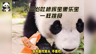 辉宝不愧是乐宝的女儿，一样的挑食 #熊猫