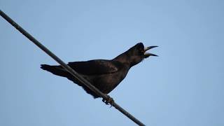 ミヤマガラスの鳴き声