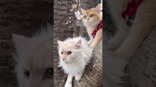 【子猫と花見🌸】#shorts #ねこ #cat #cats #猫 #子猫 #kitten #kittens #kitty #猫動画 #桜 #花見　#春 #spring #cherryblossom