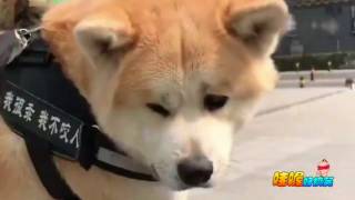 女孩子养秋田犬需谨慎，如果你是女汉子的话就没问题