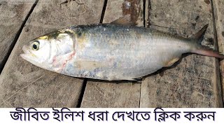 পদ্মা নদীর ইলিশ ॥ ইলিশ মাছধরা ॥ Live ilsha fishing Video