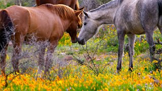 Calming Tranquil Salt River Arizona Wild Horses Super Bloom Wildflowers for Sleeping and Relaxation