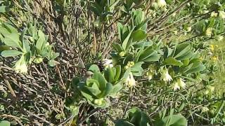 Bee Pollinating Haskap