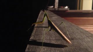 深夜のカマキリに、蟷螂拳を垣間見た！！！