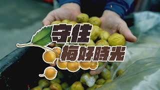 【疫情衝擊】青梅落果成河 守住「梅」好時光｜華視新聞雜誌EP2315單元2 2022.05.20