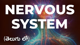 Nervous system in Telugu  l Human Anatomy and physiology I Bpharmacy l pharm D l physiotherapy