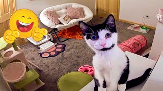 The Funniest Cat \u0026 Dog Moments Compilation 😹🐶 Super Funny Animal Video Clips 🐾