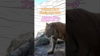 TIGER アムールトラ 食肉目 ネコ科 ミー 富山市 ファミリーパーク 文化の日 入園無料 TOYAMA CITY FAMILY PARK ZOO 動物園 無限 ループ 2024年11月3日　虎