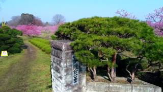 桃まつり（古河公方公園）ドローン上空飛行