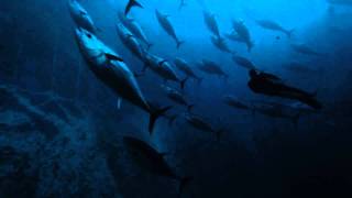 Free Dive with Tuna , FilmCorporation