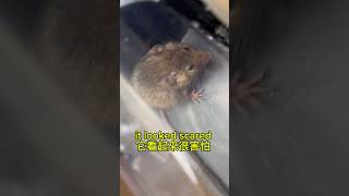 How to Catch a Mouse Humanely? 如何人道捕捉老鼠？