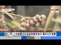 南韓暴雨成災 上百處農地 千年古蹟都遭殃｜focus午間新聞 20230731@tvbsplus