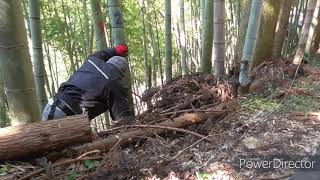 【竹林整備】余分な竹の伐採