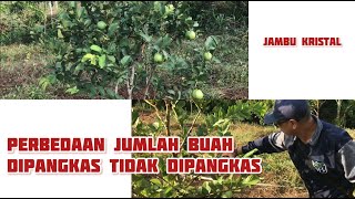 Perbedaan jumlah buah, dipangkas tidak dipangkas, jambu kristal