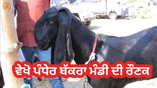 ਪੰਧੇਰ ਬੱਕਰਾ ਮੰਡੀ ਦੀ ਰੌਣਕ | Goat farming | @ILTILANATV