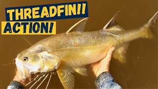 THREADFIN SALMON ACTION | On Bait