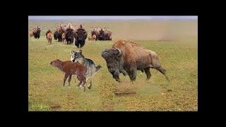 Bison mom's battle rescue her baby from wolf - bison cub is lucky to receive help from bison mother