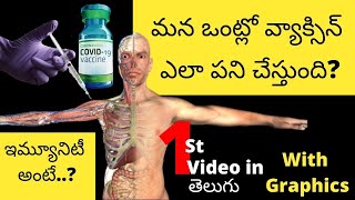 How Covid Vaccine Works in Body with Graphics|మన ఒంట్లో వ్యాక్సిన్ ఏం పని చేస్తుంది? | DetailEdition