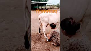 खिल्लार गाय दूध काढणी| khillar cow milk harvesting #marathiShetkari #indianFarmers #trending #cute