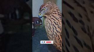 Baz falcon dive //#baz falcon #youtubeshorts #viral #youtube #wildlife