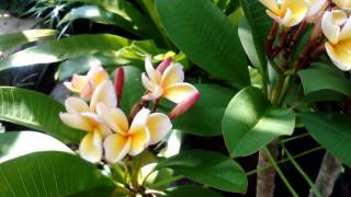 プルメリア「かリフォルニアサンセット」Plumeria